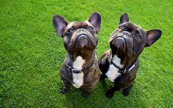 French bulldogs in a park