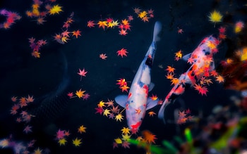 Japanese Carp with Maple Leaves in the pond 