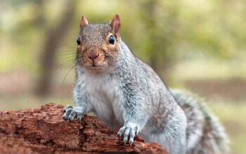 Grey squirrels are a familiar sight in the UK