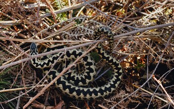 Adders are becoming increasingly rare, due to several different types of threat