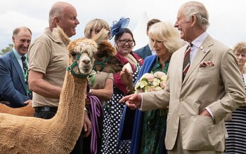The King and Queen meet alpacas during a tour of the grounds at the Theatr Brycheiniog community centre