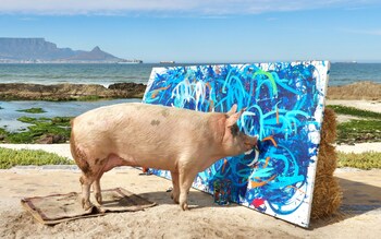 Pigcasso at work in Cape Town